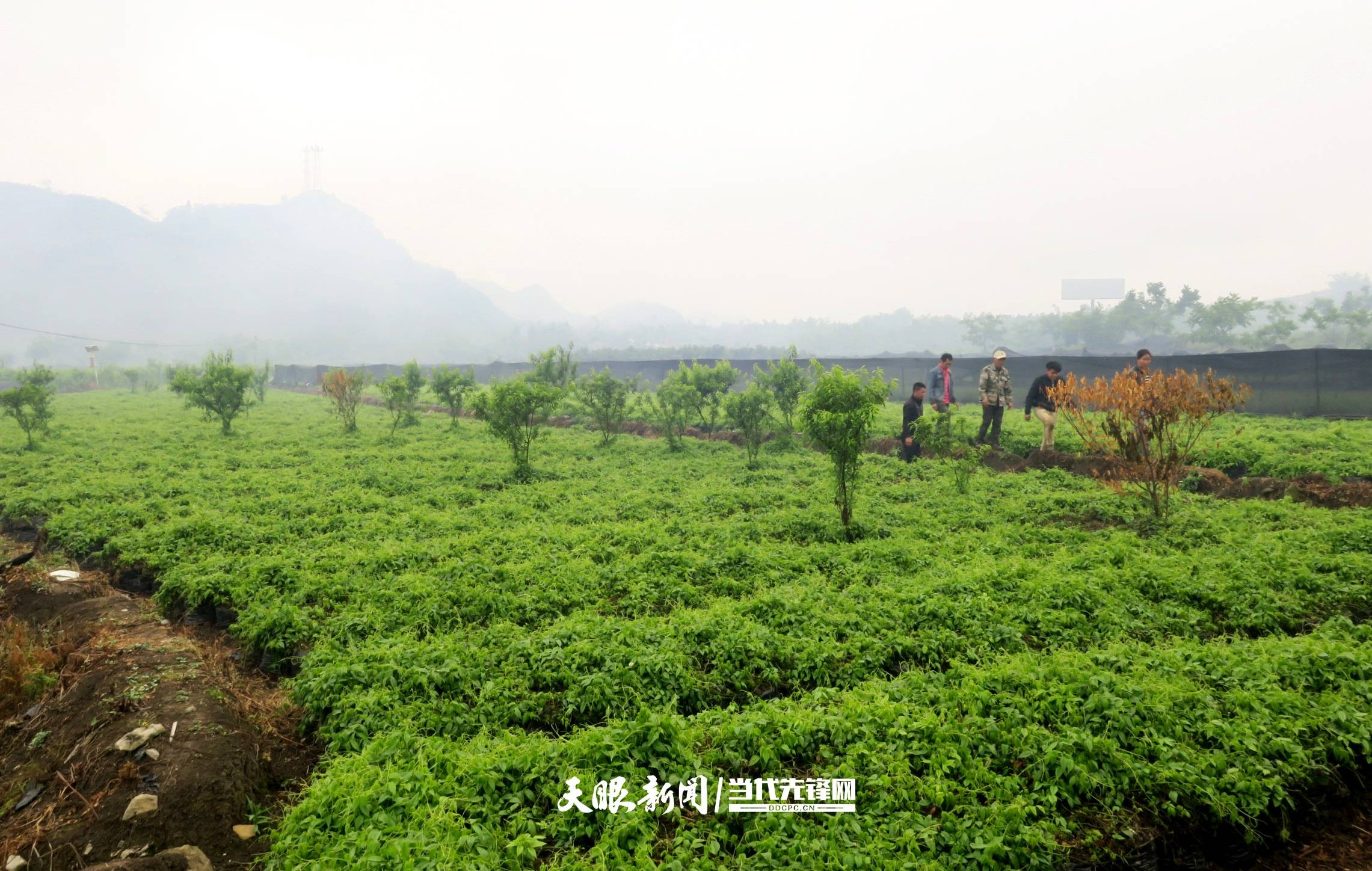 浙江三叶青种植基地图片