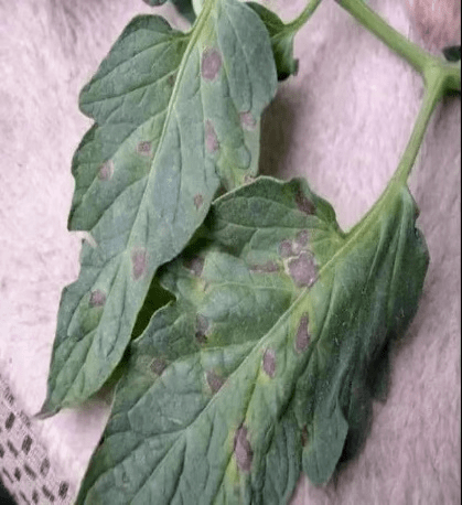 防治茄果类蔬菜的常见病害的好帮手---甲基托布津粉剂