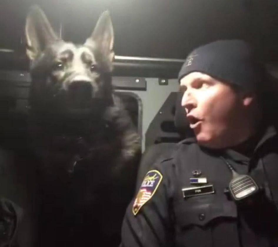 警犬的业务能力有多强 警官趁警犬熟睡时 突然大喊出事了 时候