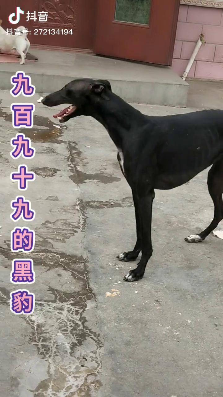 黑豹长势特别漂亮黑色大灵缇犬