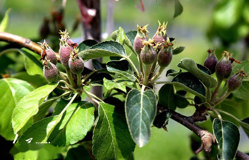 甘肃庆阳西峰果农疏果忙