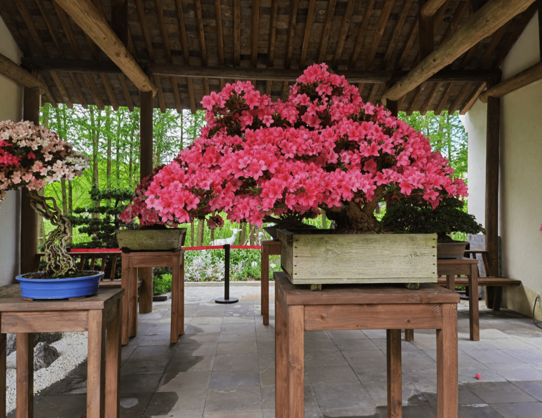 走,我们一起去看"大杯"!_杜鹃