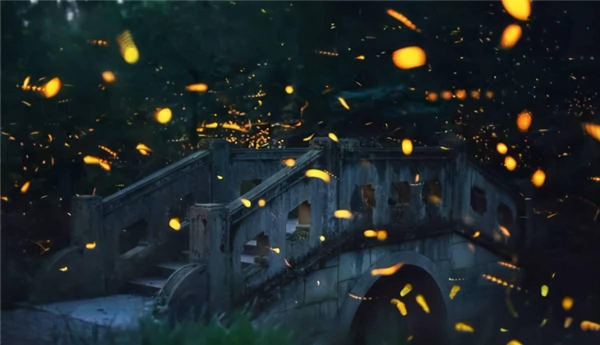 周末分享仲夏夜之梦南京灵谷寺萤火虫