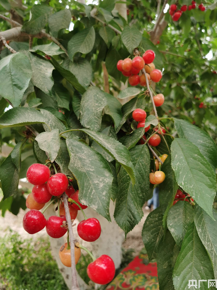 中国有约莎车县樱桃火龙果新家族乡村振兴大发展
