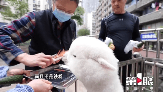 她是重庆90后单亲妈妈养了一只吃辣椒面的网红羊驼