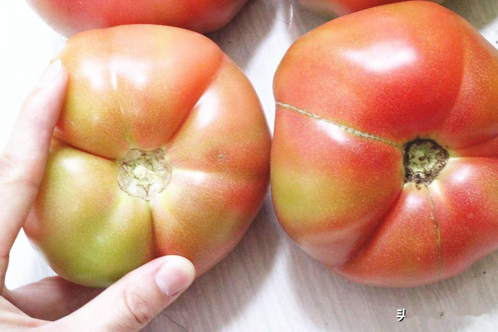 没人告诉你激素西红柿长啥样今天和大家说说记得告诉家人