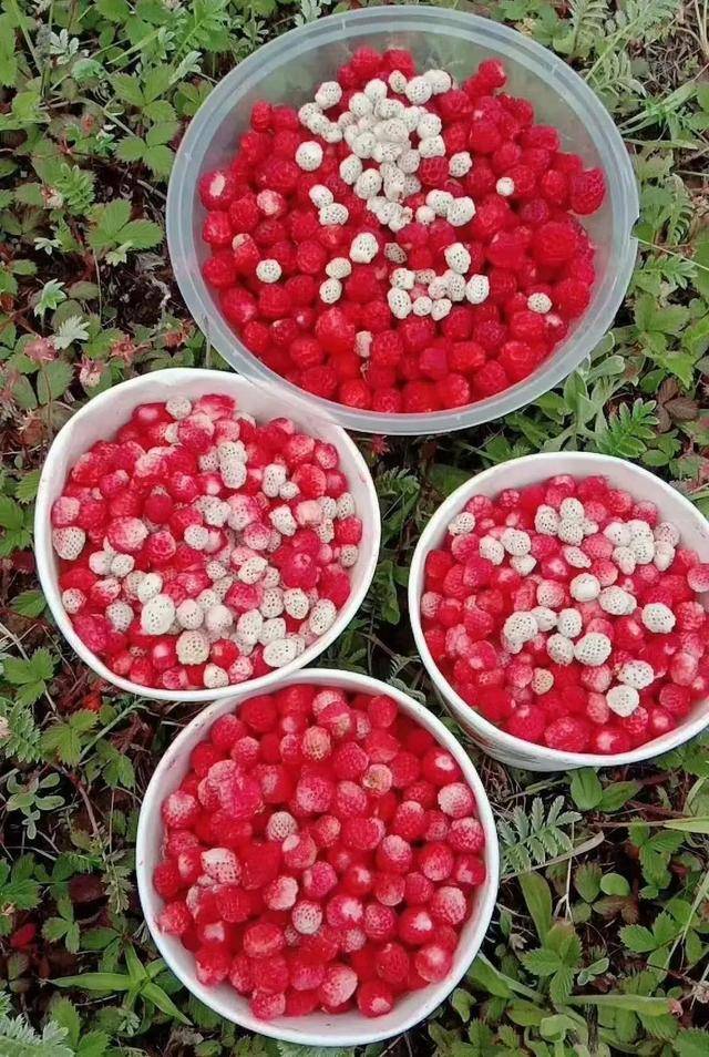 陇南瓢子熟了馋