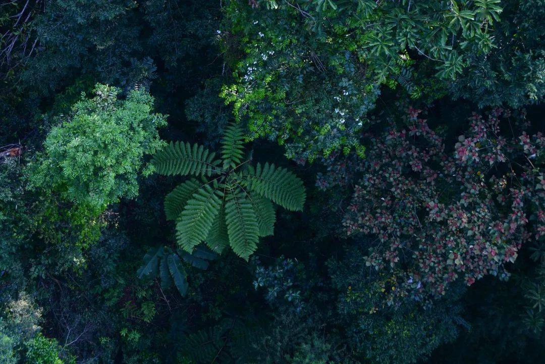 國際生物多樣性日帶你去看熱帶雨林深處的高空實驗室