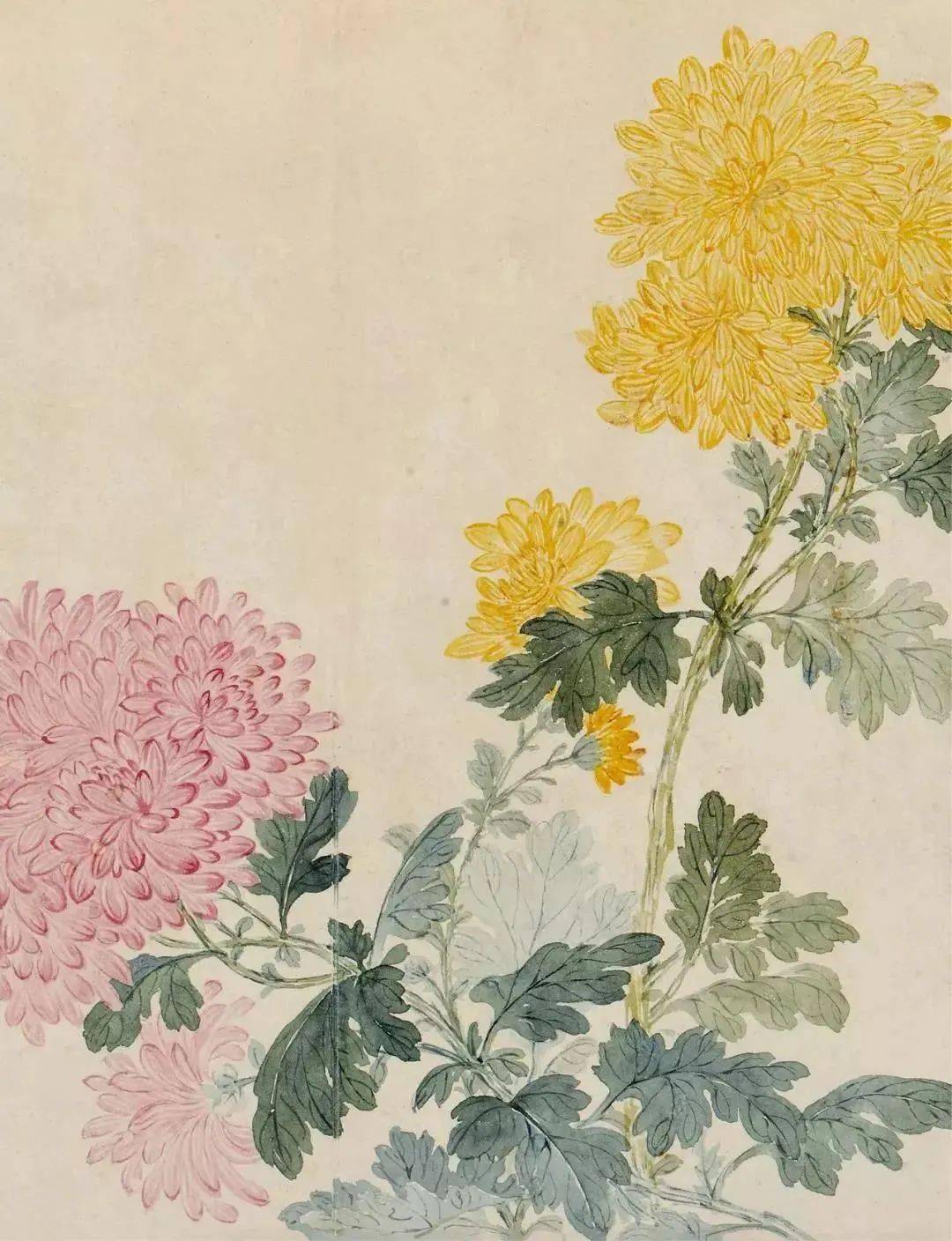 恽寿平画菊花是其典型的艺术特色之一.