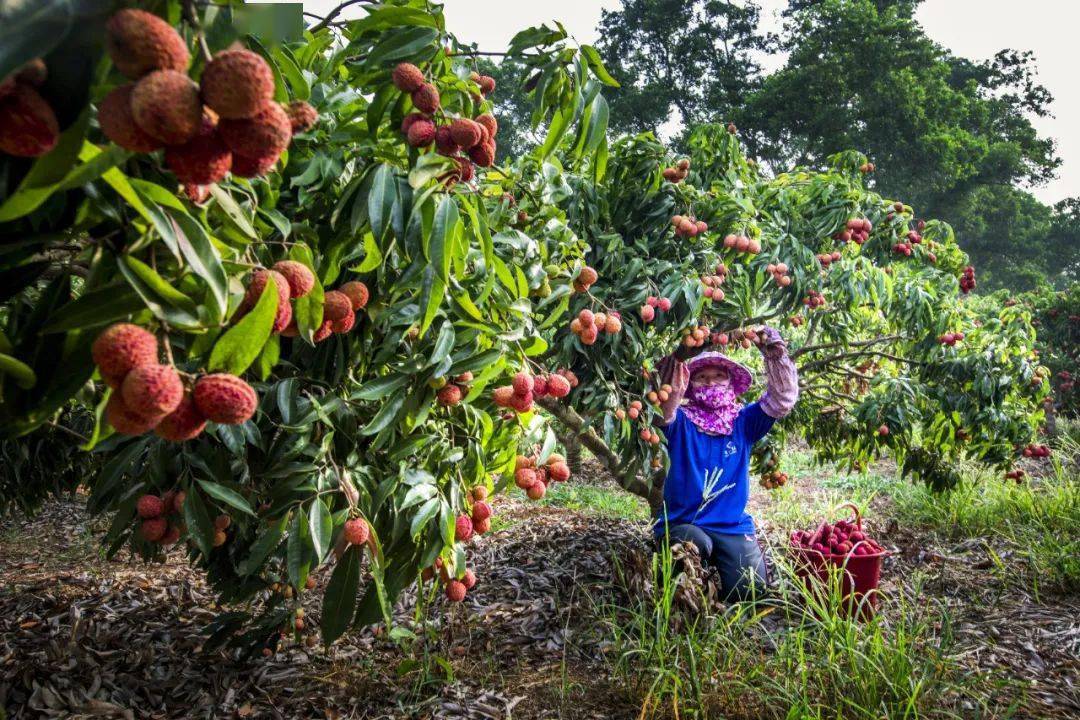 甜过初恋 无核不上火,陆侨无核荔枝上市啦!
