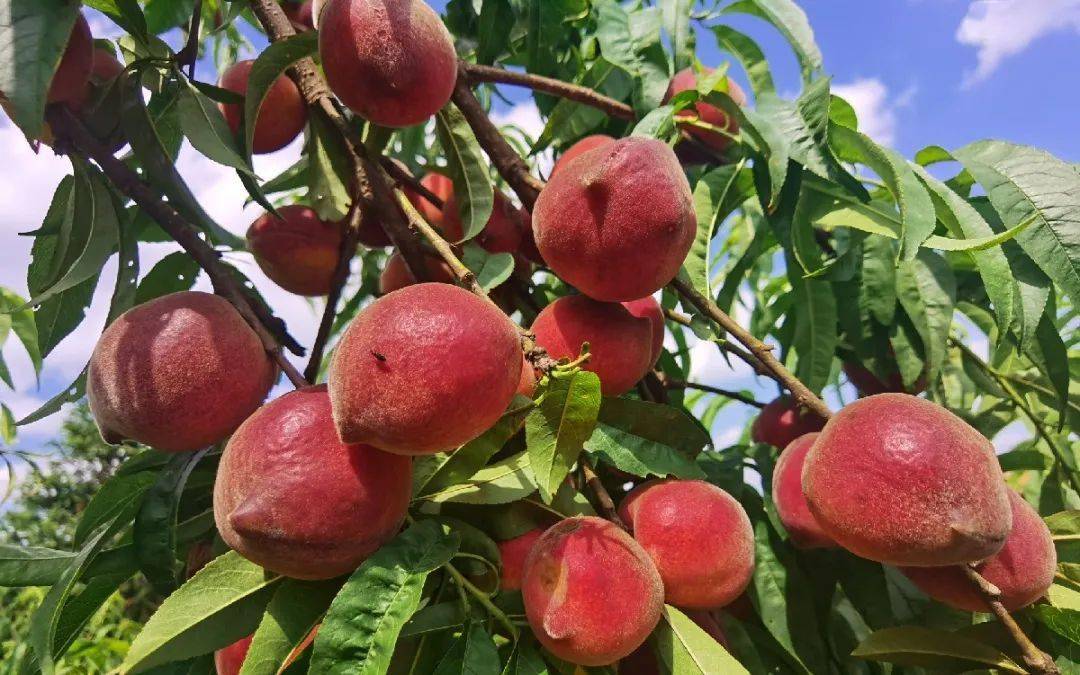 蒙自上万亩桃子等你采摘品尝