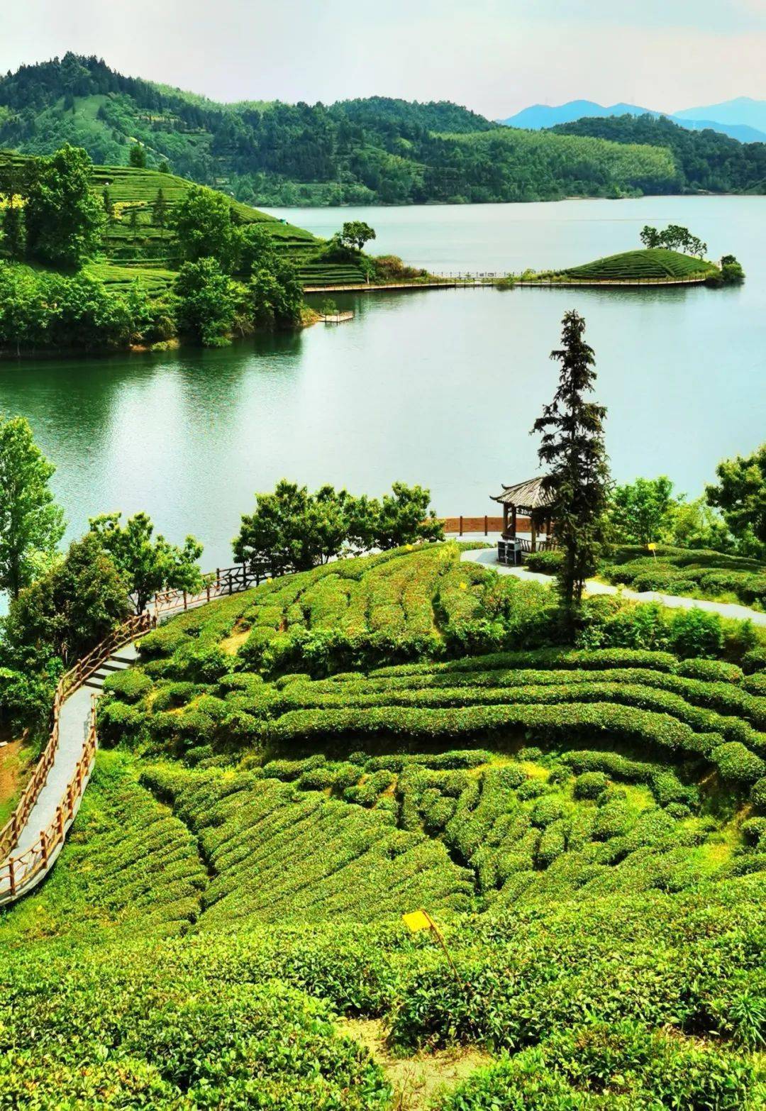 安庆花溪茶谷风景区图片