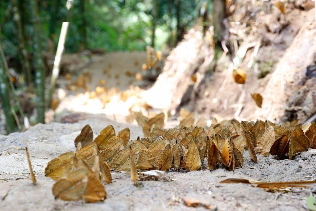 云南超15亿只蝴蝶大爆发网友大概需要15万个香妃