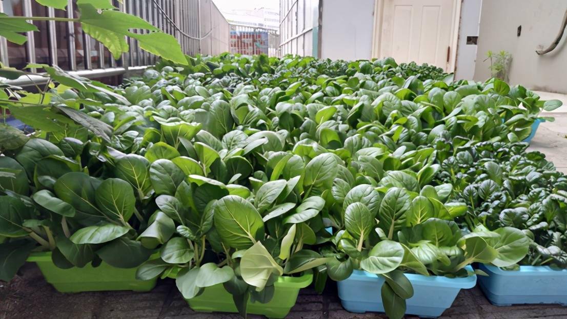 350斤有机盆栽蔬菜献疫苗接种第一线