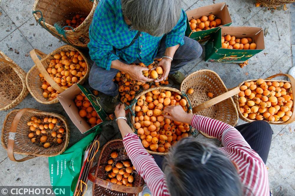 2021年5月24日,在安徽省黄山市歙县拍摄的"三潭枇杷".