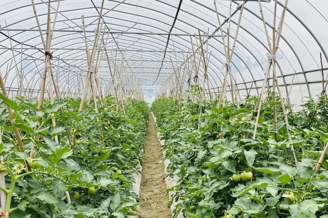 皮薄个大肉实多汁快来这个宝藏农场摘大番茄吧