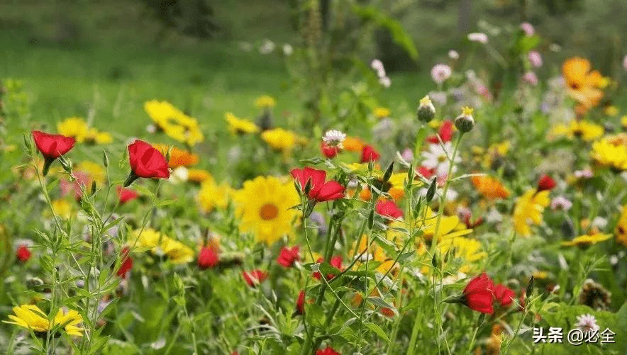 16种超耐旱草花 炎热夏季点缀的最佳选择 金盏菊