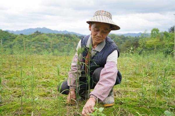 贵州岑巩:一株野生黄精与一个村的"嬗变"_腾召前