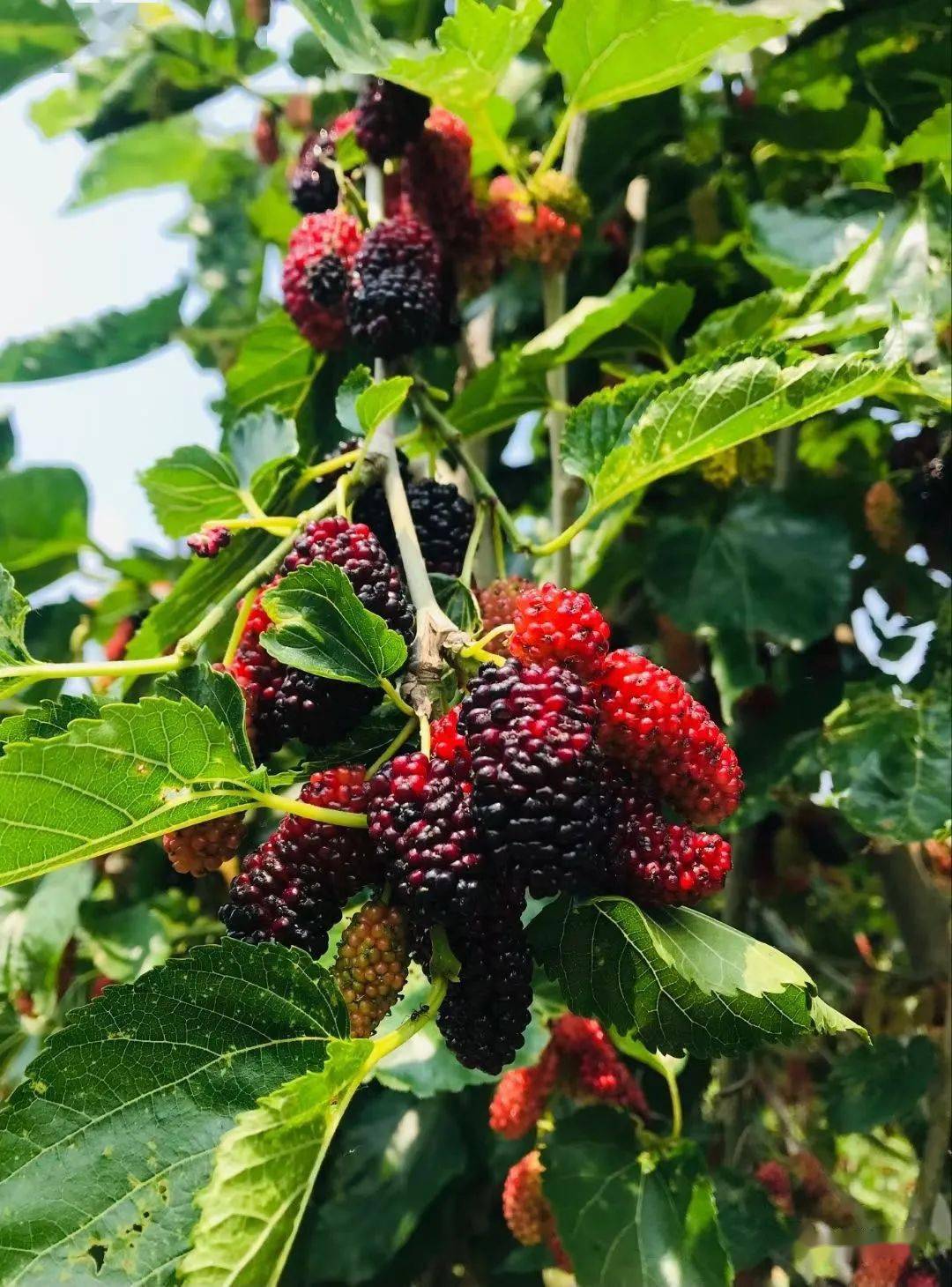 等待游人前来采撷诱人的桑果已经俏皮地悬挂在枝头昌邑华裕桑葚采摘园