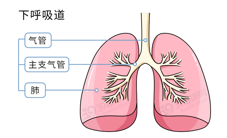 受到刺激分泌的液体痰是下呼吸道九妹小时候也这样认为过很多朋友都会