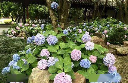 花开无尽夏 日本最美的紫阳花海在哪儿看 夏日