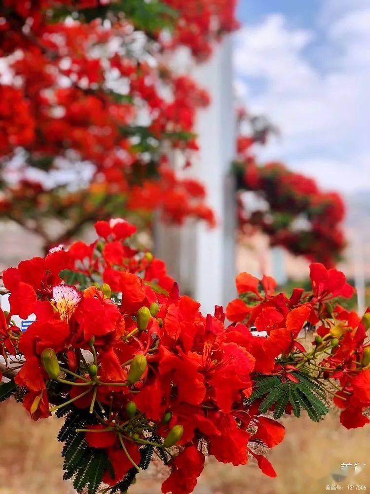 绿汁江上夕阳红_凤凰花