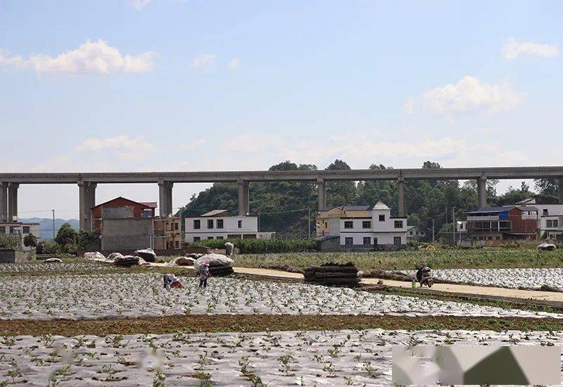 在距离仁望高速安紫段旧州出口几十米的新寨村,几个村民正在蔬菜种植