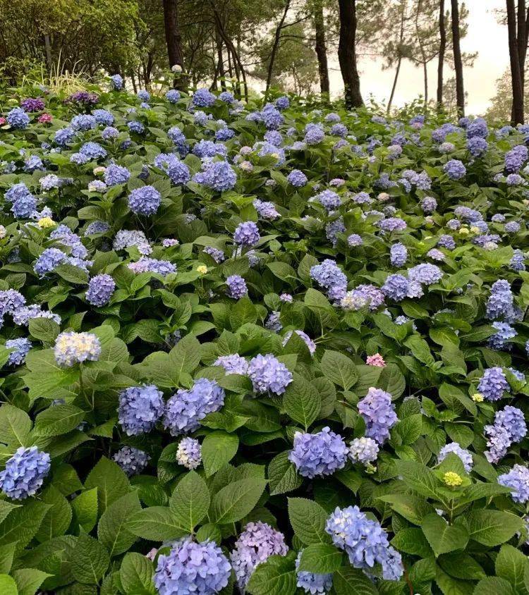 花开无尽夏 日本最美的紫阳花海在哪儿看 夏日