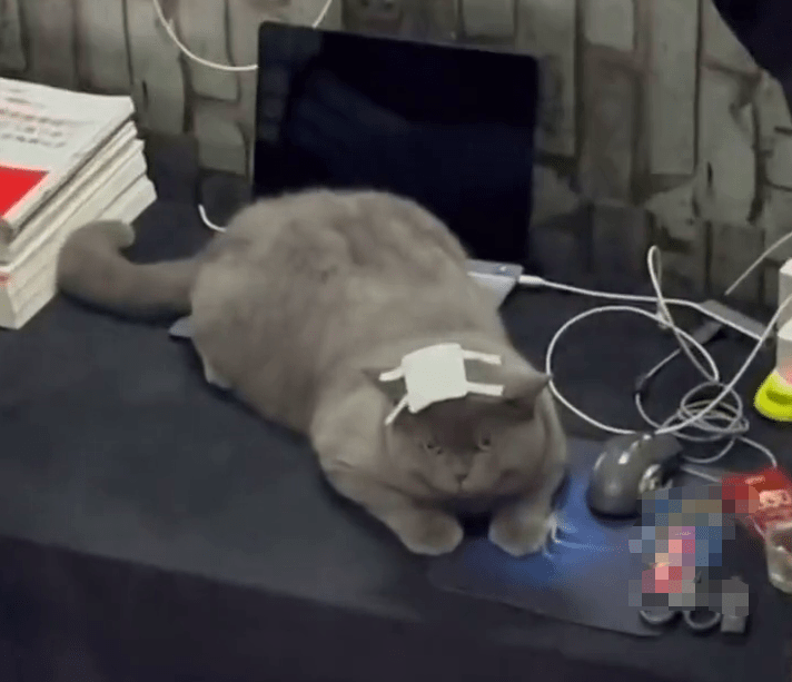 爆笑！小胖猫偷包子吃半道被流浪猫打劫惨变u201c秃头u201d_主人
