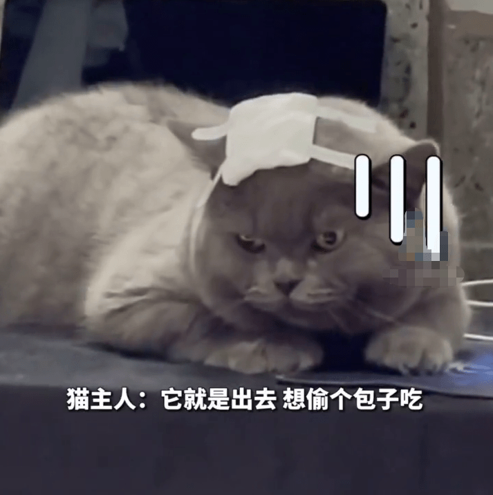 爆笑 小胖猫偷包子吃半道被流浪猫打劫惨变 秃头 主人