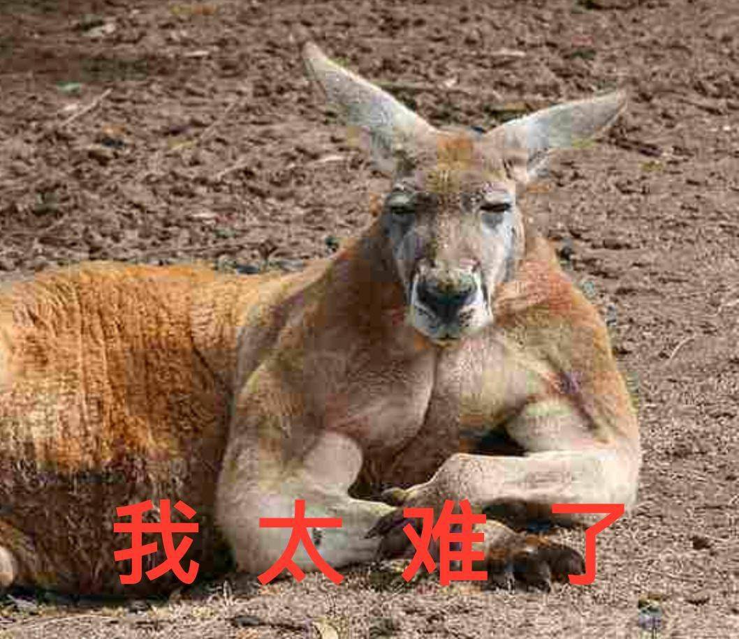 在他们的朋友圈里,国宝竟被端上了餐桌!_袋鼠