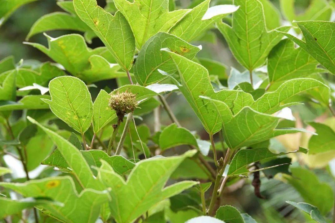 这种奇特的阴阳叶在恩平有发现你见过吗