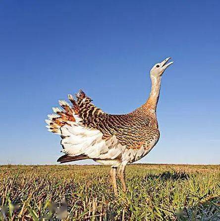 大同一地发现野生动物,长这样!_大鸨