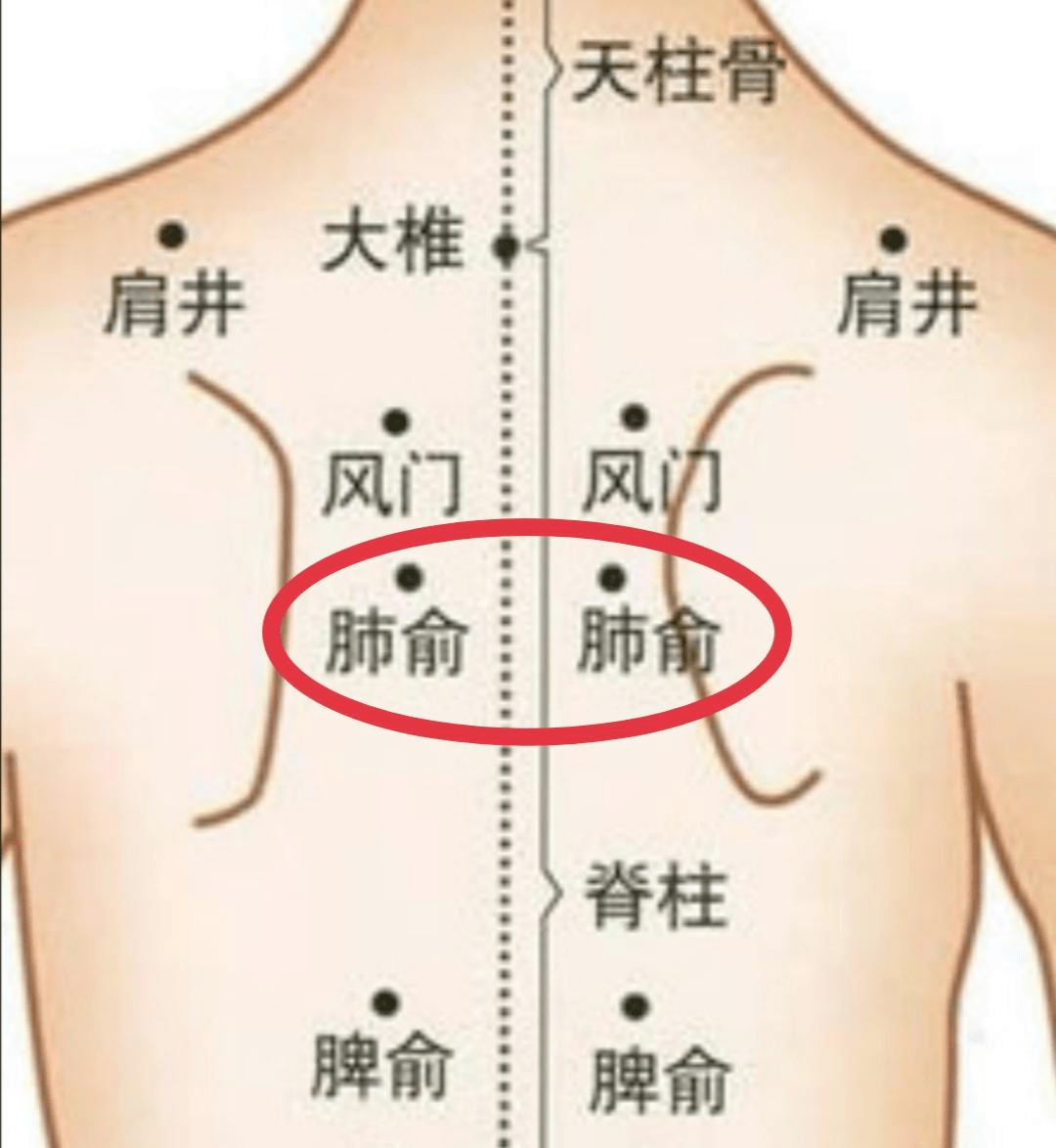 肺腧肾腧准确位置图片图片