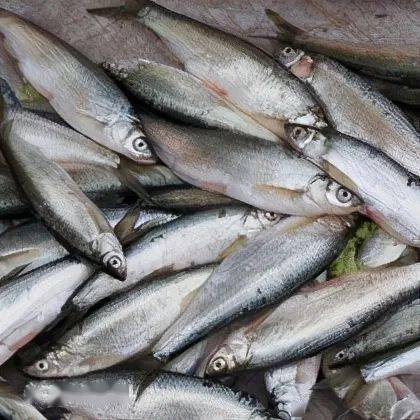 帮大家认鱼限于陕西水域