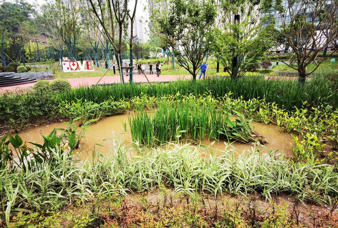 重庆九龙坡首个海绵城市公园正式开园 这里的景观和植物"会呼吸"
