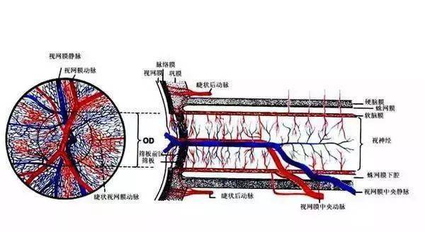 視網膜的結構顯微截面圖 視網膜與視神經的血液供應(橫截面圖)