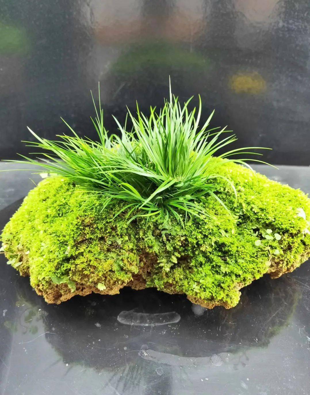 君子好风雅,雅石配菖蒲