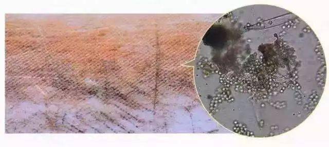 如何杀黄曲霉菌 4ba43a6deb9e42cabb6d877b4acdf66d.jpeg