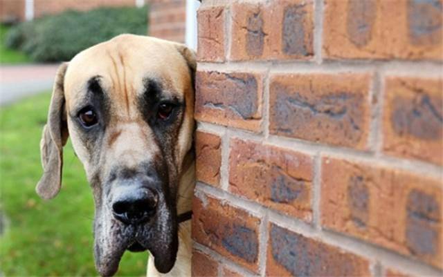 怎么看小狗能不能长大个子 4f5d645cb82c4384aff5656dd5ae5e68.jpeg