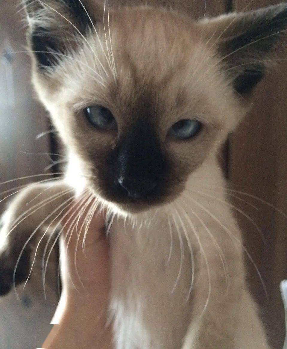 暹罗猫夏天真的会变白吗?主人:会!变完我更绝望了