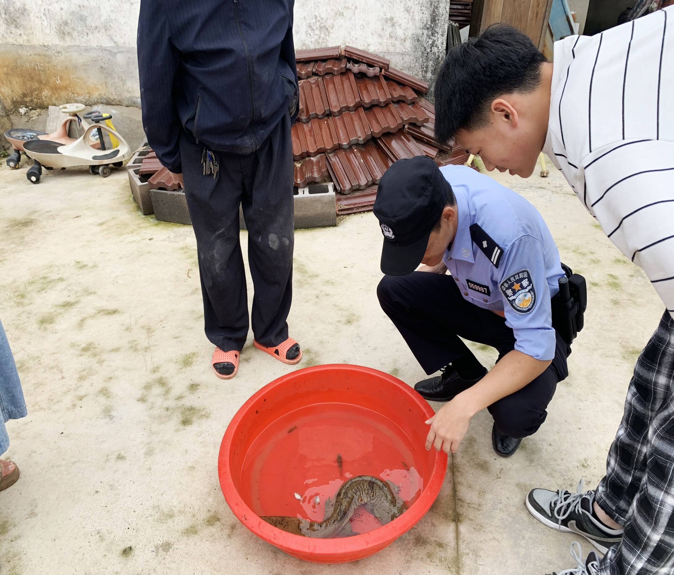 我市发现一条64厘米长野生娃娃鱼