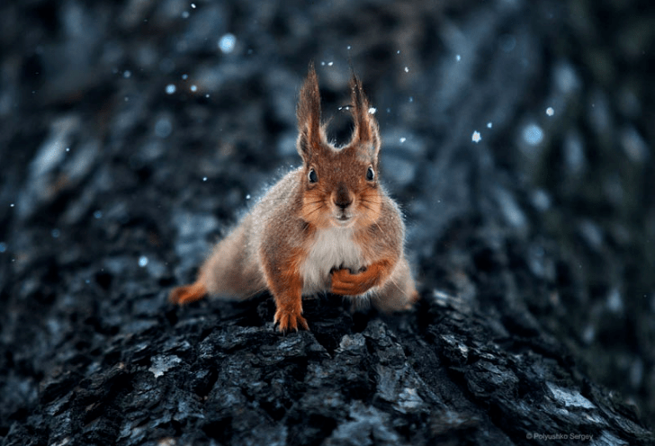 20个惊人的野生动物摄影作品