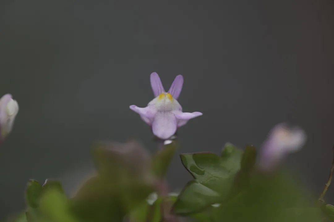 蔓柳穿鱼 花盆里的野性美 杂草