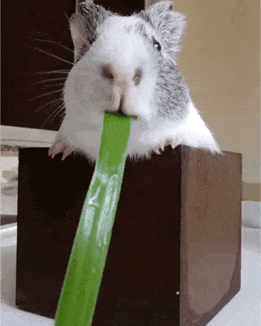 56e5690854354b59b9de001b859bf55d.gif