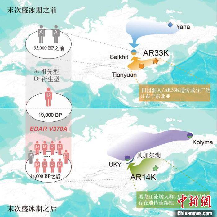 末次盛冰期前后的东亚北部人群动态示意图  研究团队供图