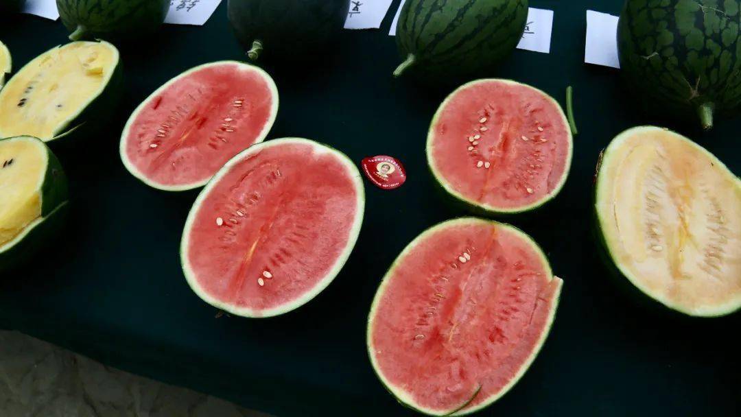 多彩西瓜亮相庞各庄，助力北京西瓜采摘季