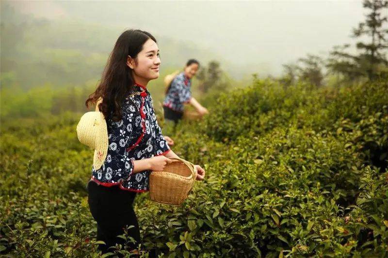 10首采茶歌,赶快收藏_茶山