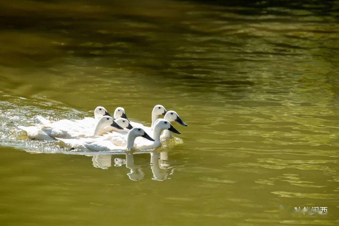 它是价值连城的——连城白鹜鸭快来快来数一数,二四六七八……连城