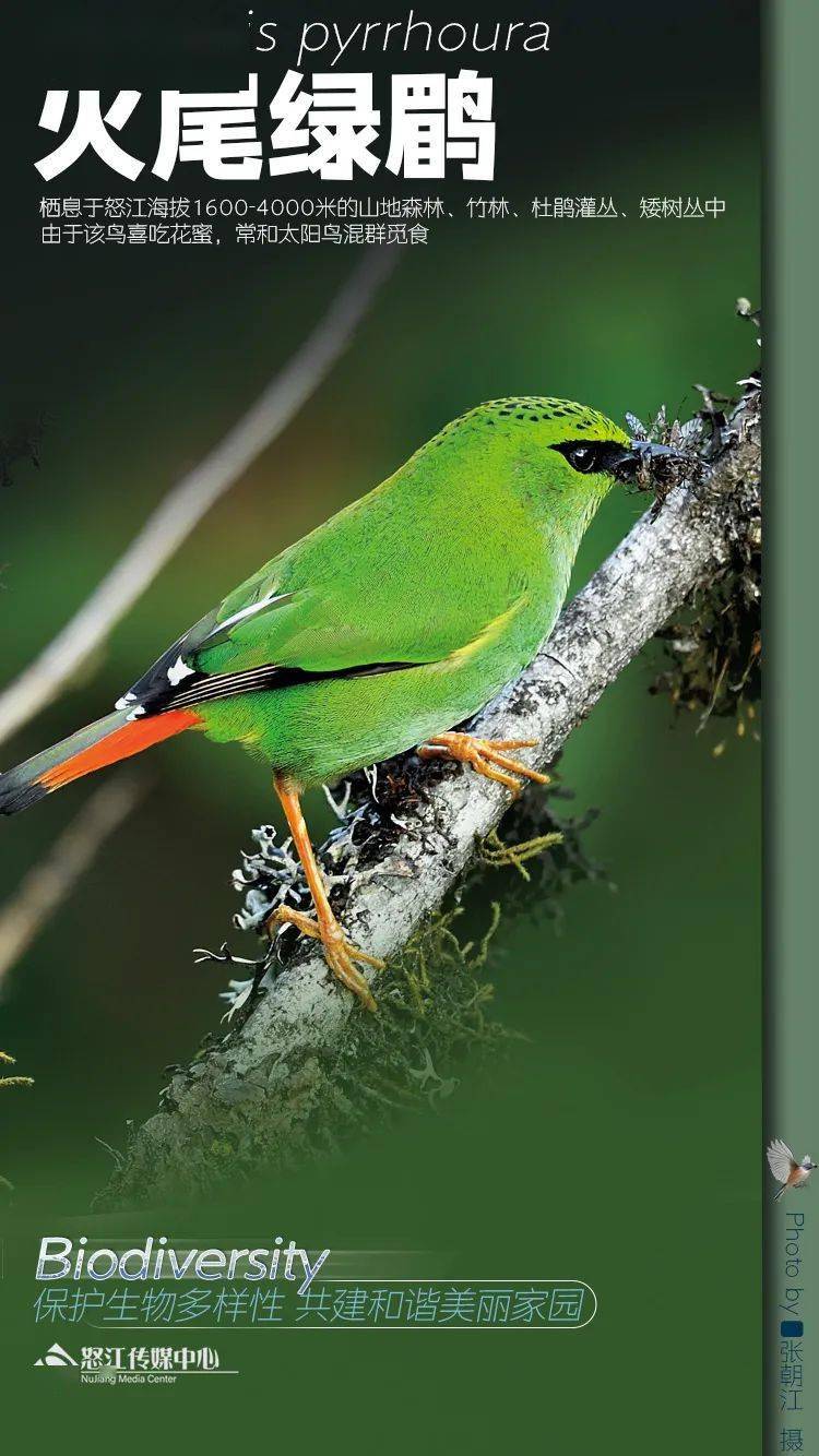 探秘怒江生物多样性海报组图系列71